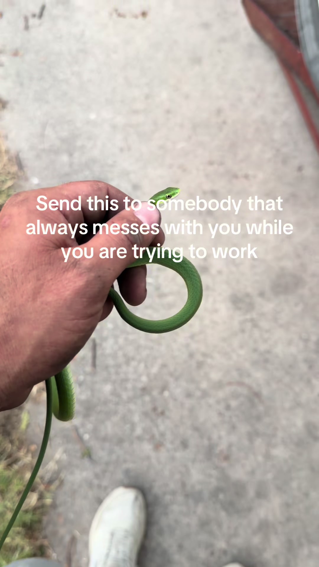 @WEEDZYMAN