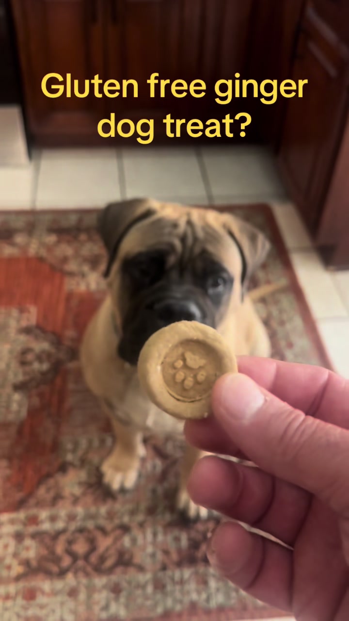 @Xander the Bullmastiff
