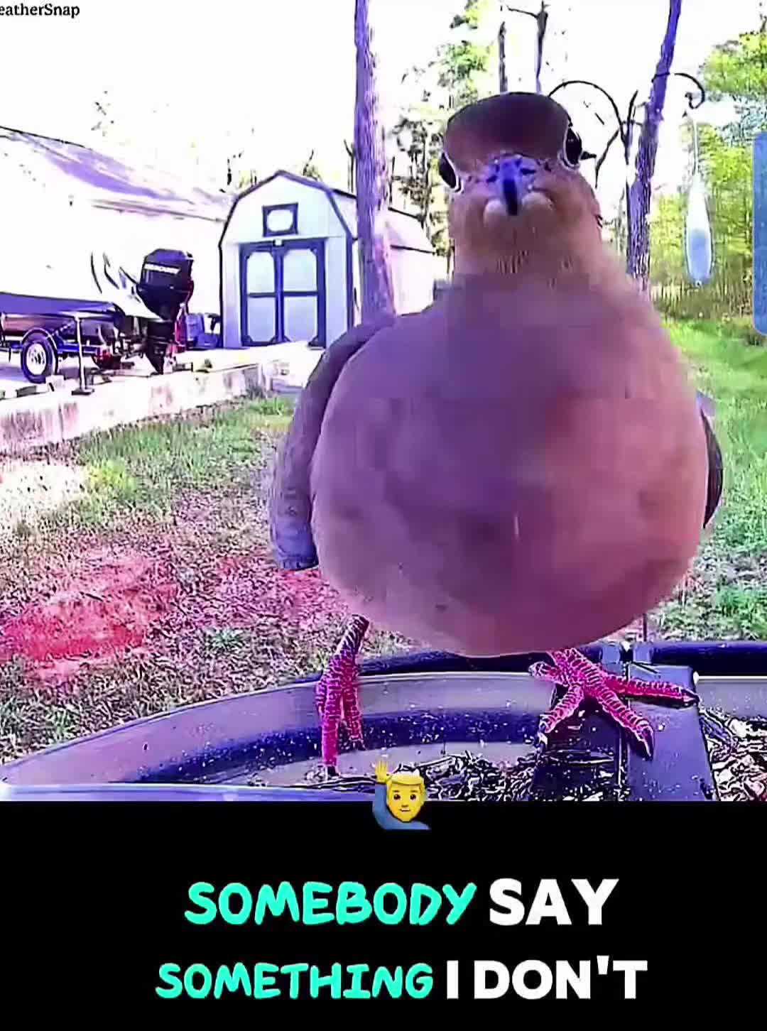 @Wheems