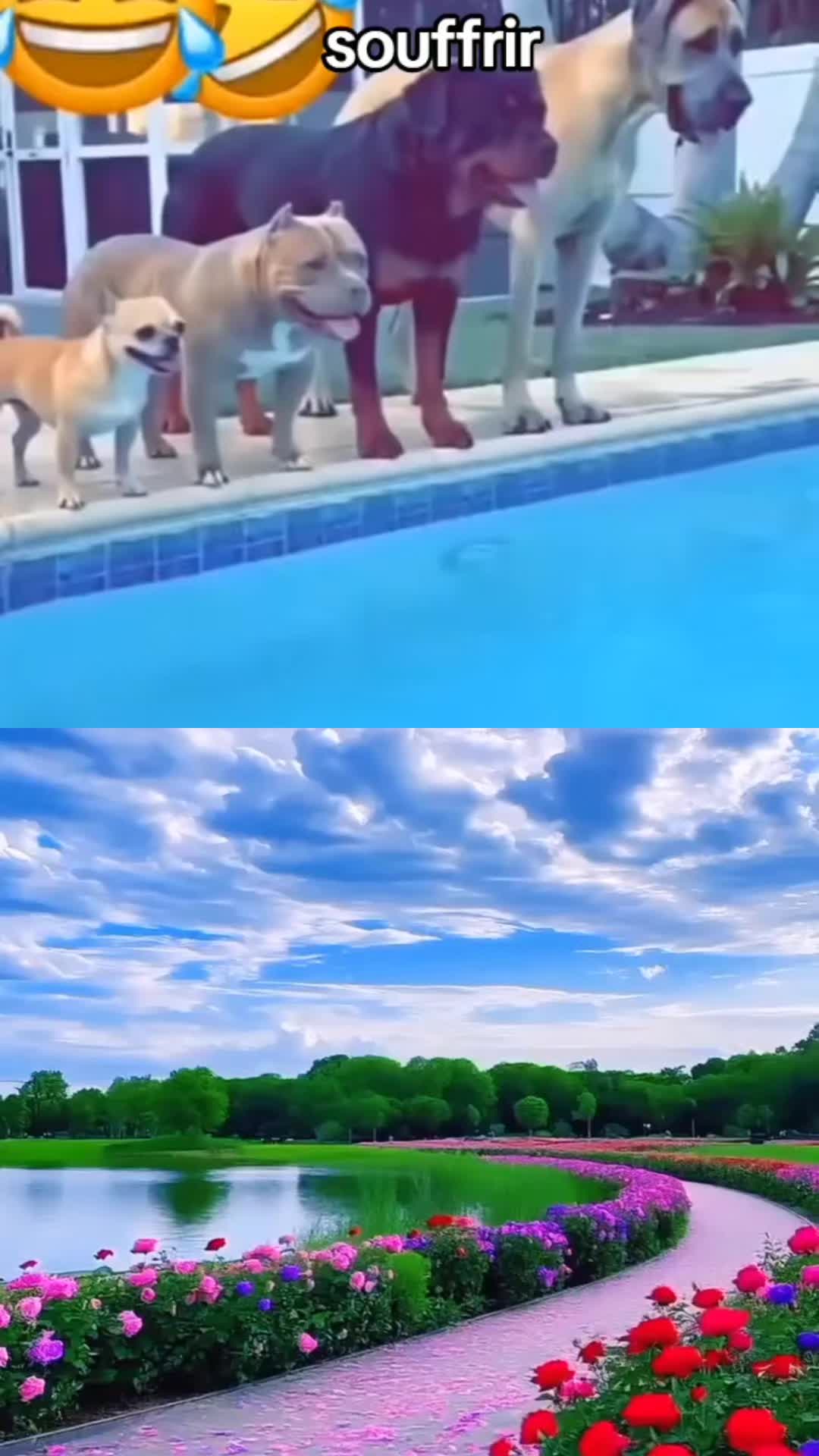 @Dodo