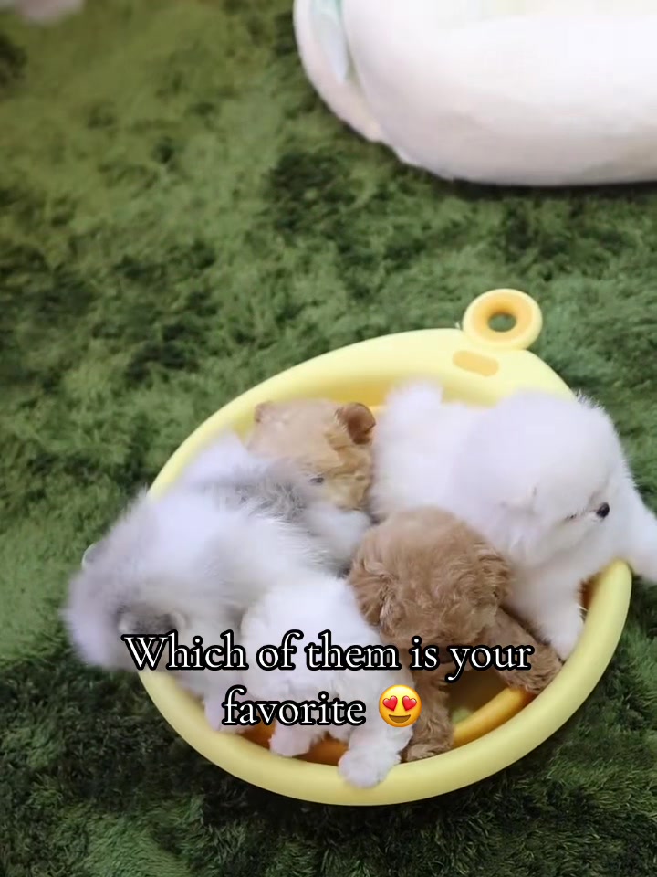 @Aloha Teacup Puppies