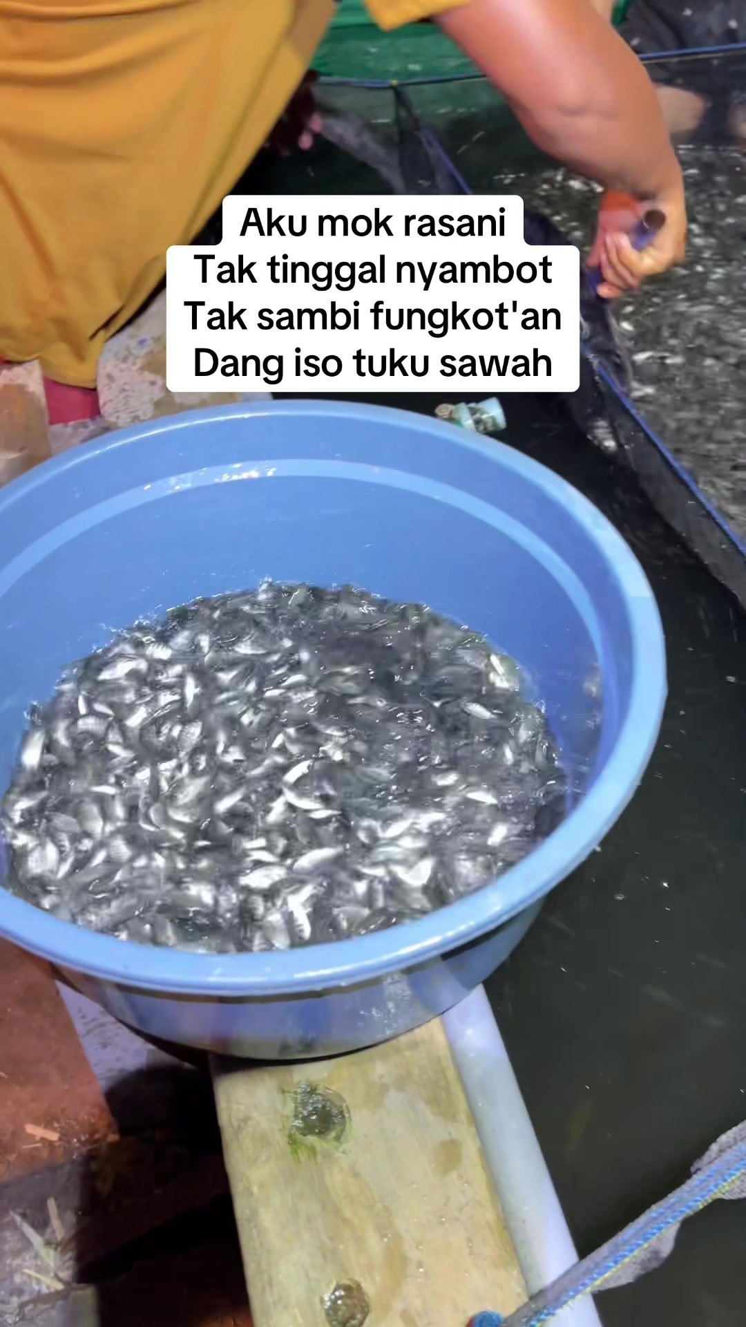 @bibitikanjawatimur