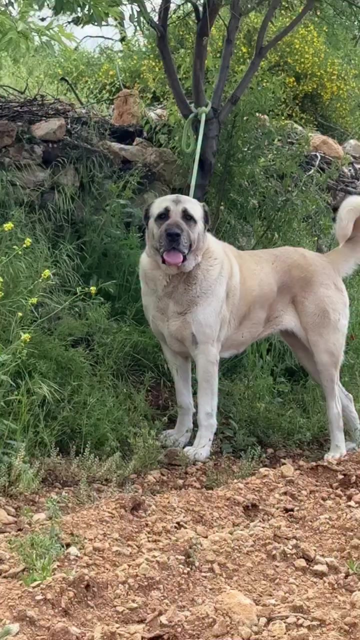 @Fırat yalçın Sevgi