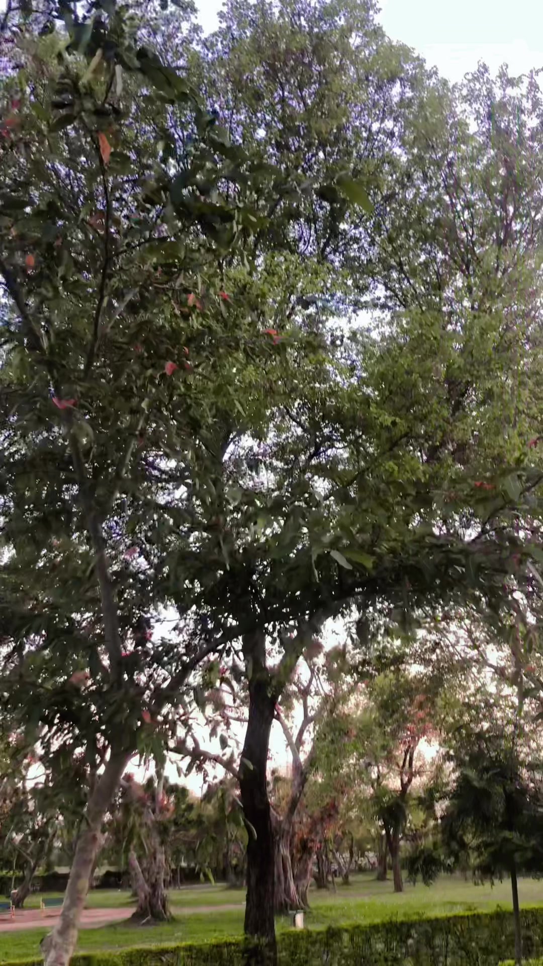 @فیصل خان