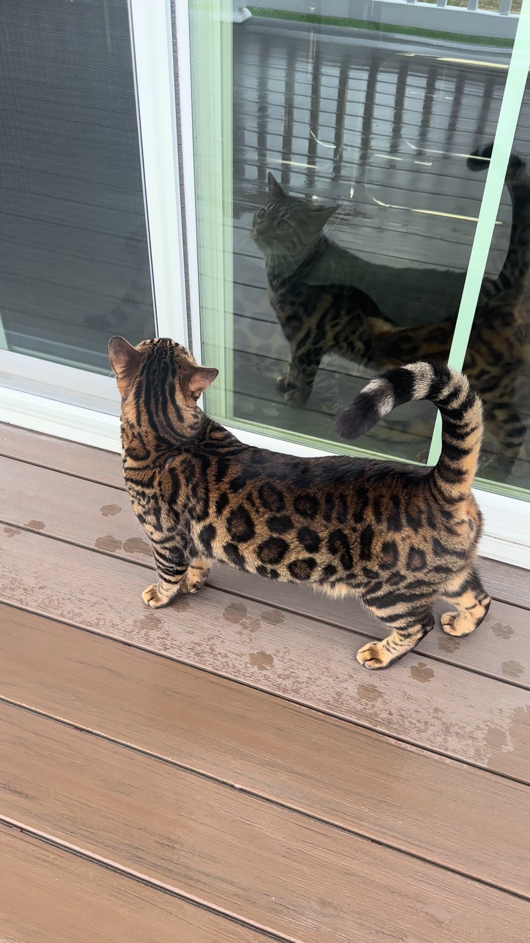 @Tiny Leopard Cats