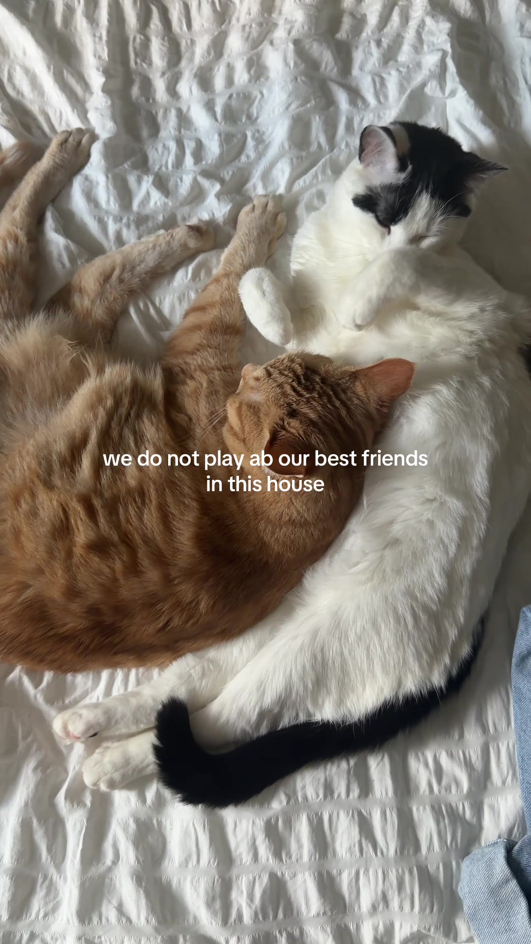 @bink the big orange cat