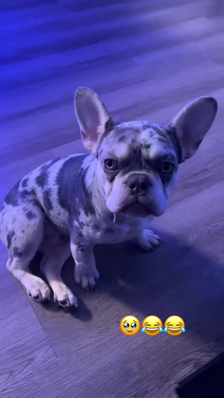 @authentic_muhameds
