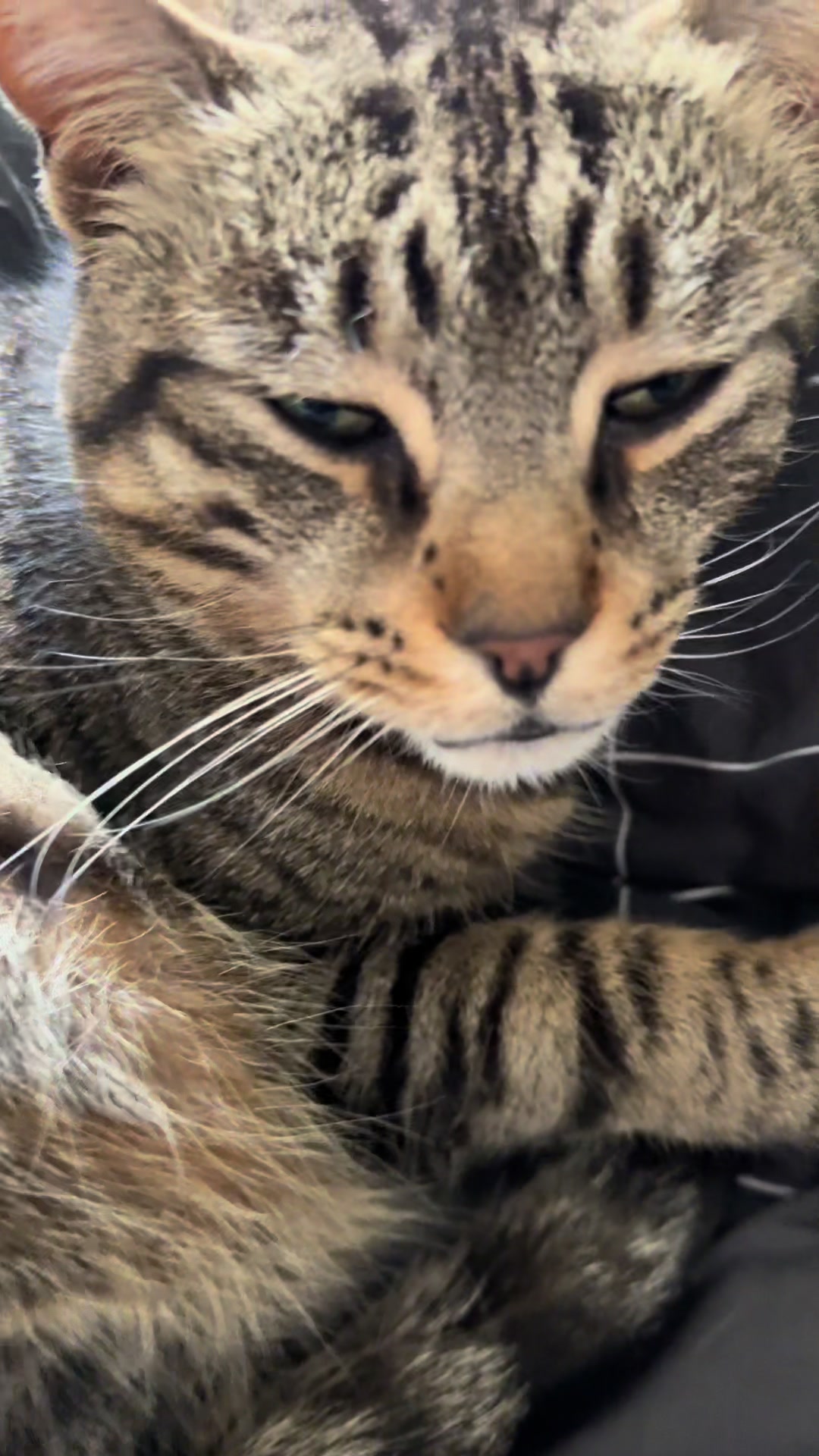 @Coby the Cat 🐾