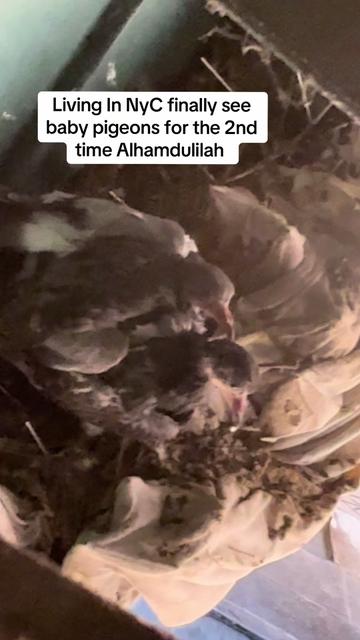 @brooklynmuslimahrevert