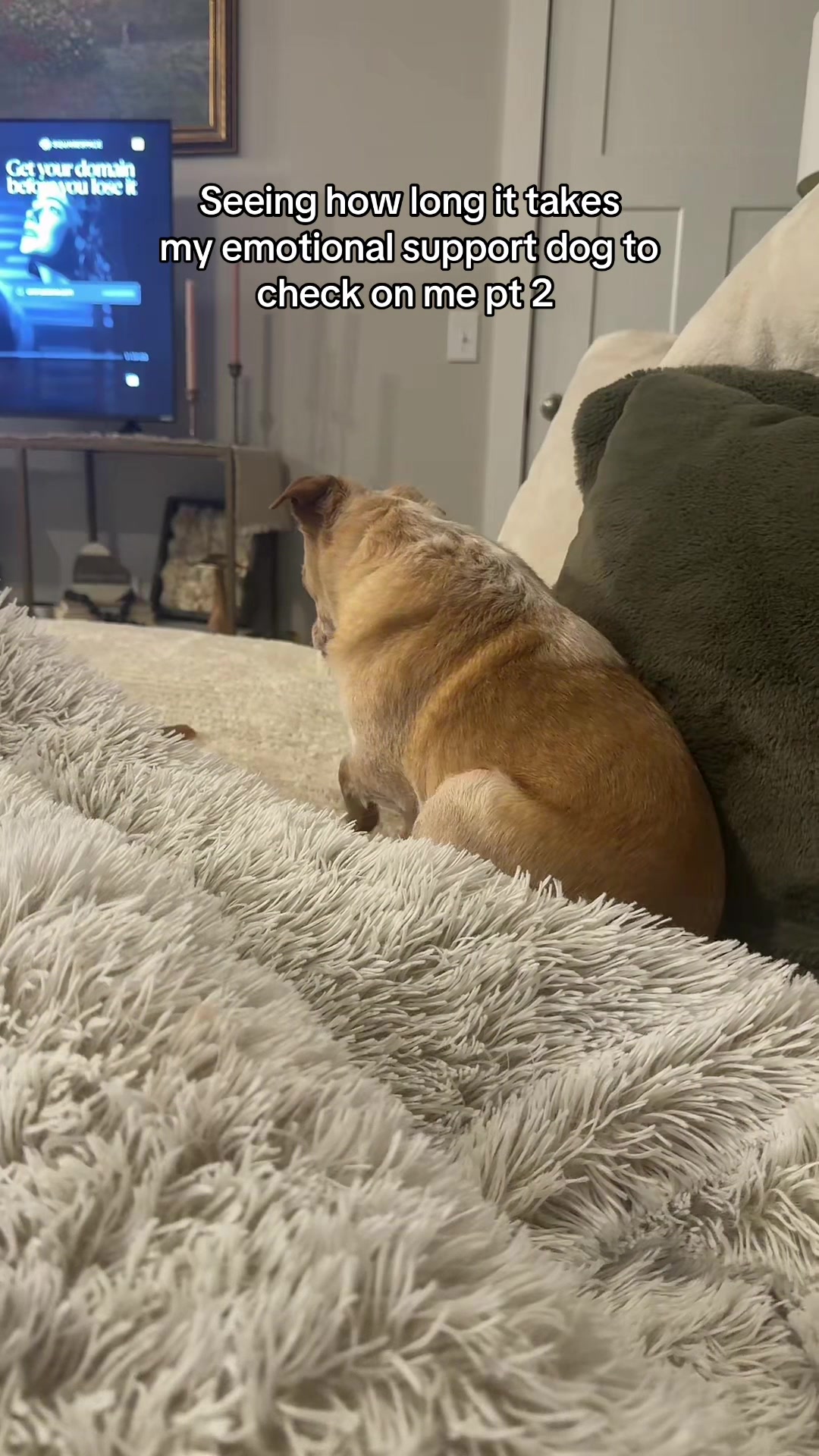 @Cody the Chi & The Spare Ones