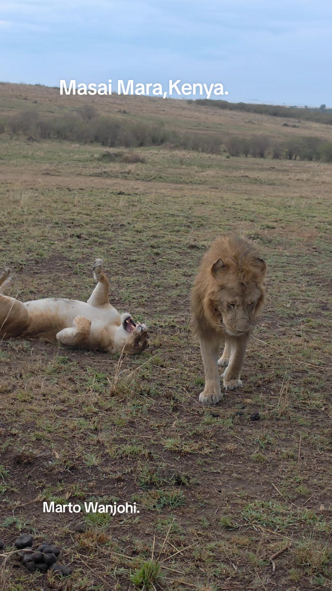 @Safaris with Marto Wanjohi.