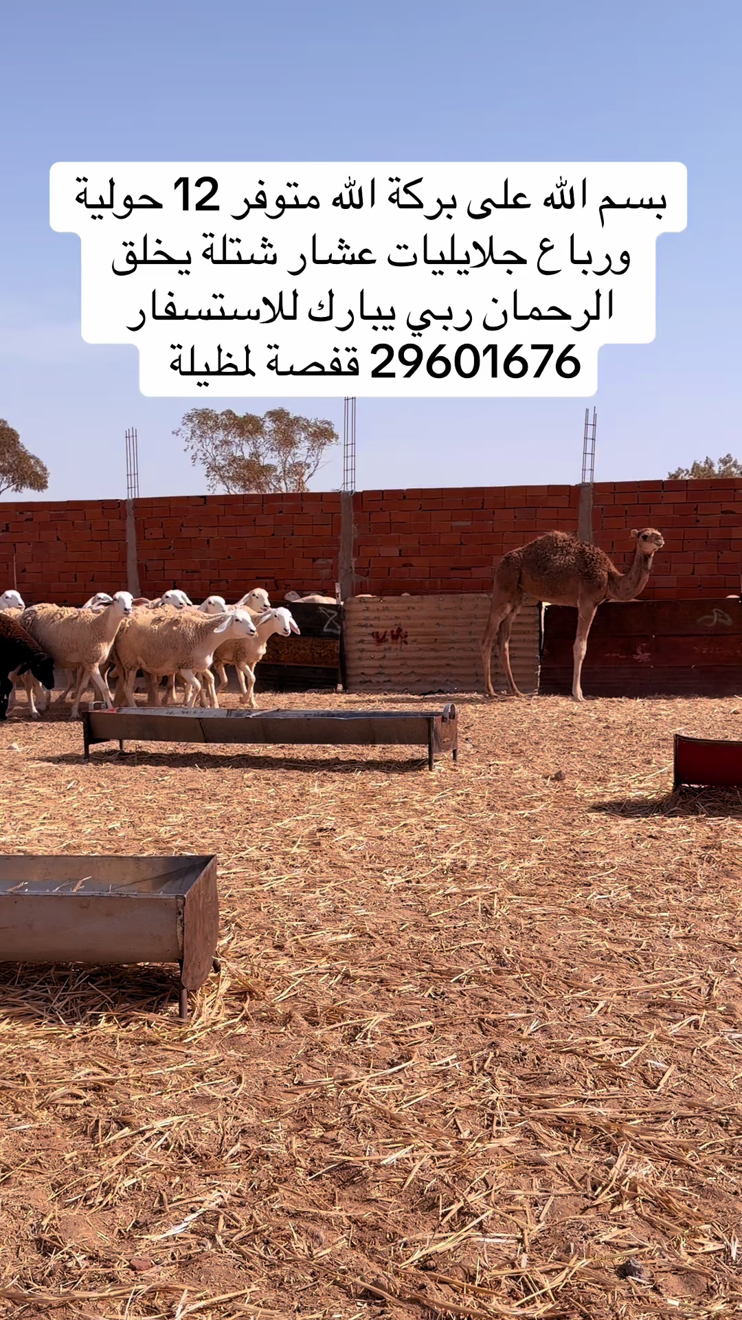 @بلال القفصي لبيع المواشي