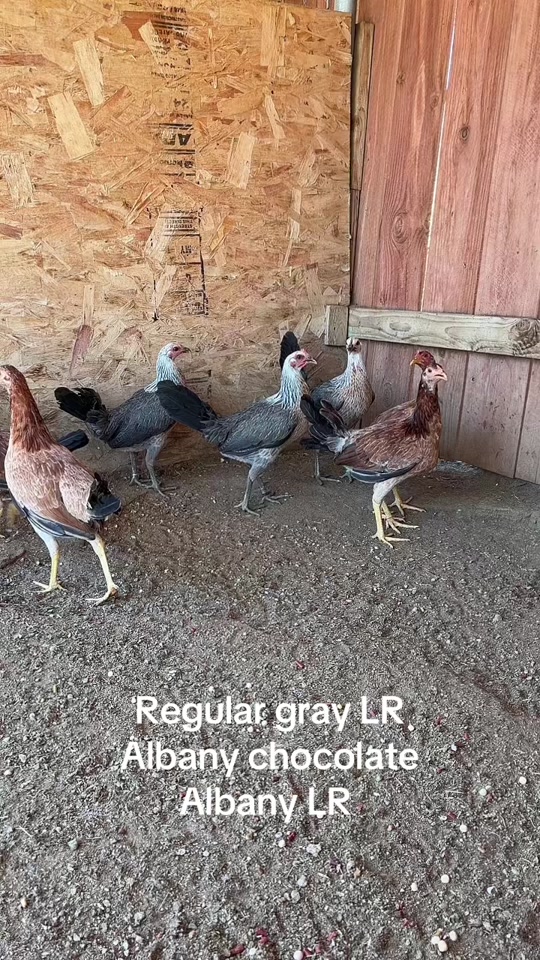 @A.MENDOZA.FARM.USA 74HWY