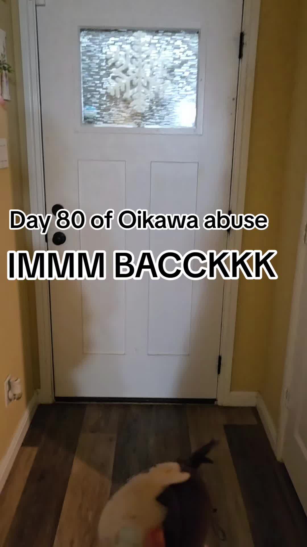 @Oikawaplushabuser