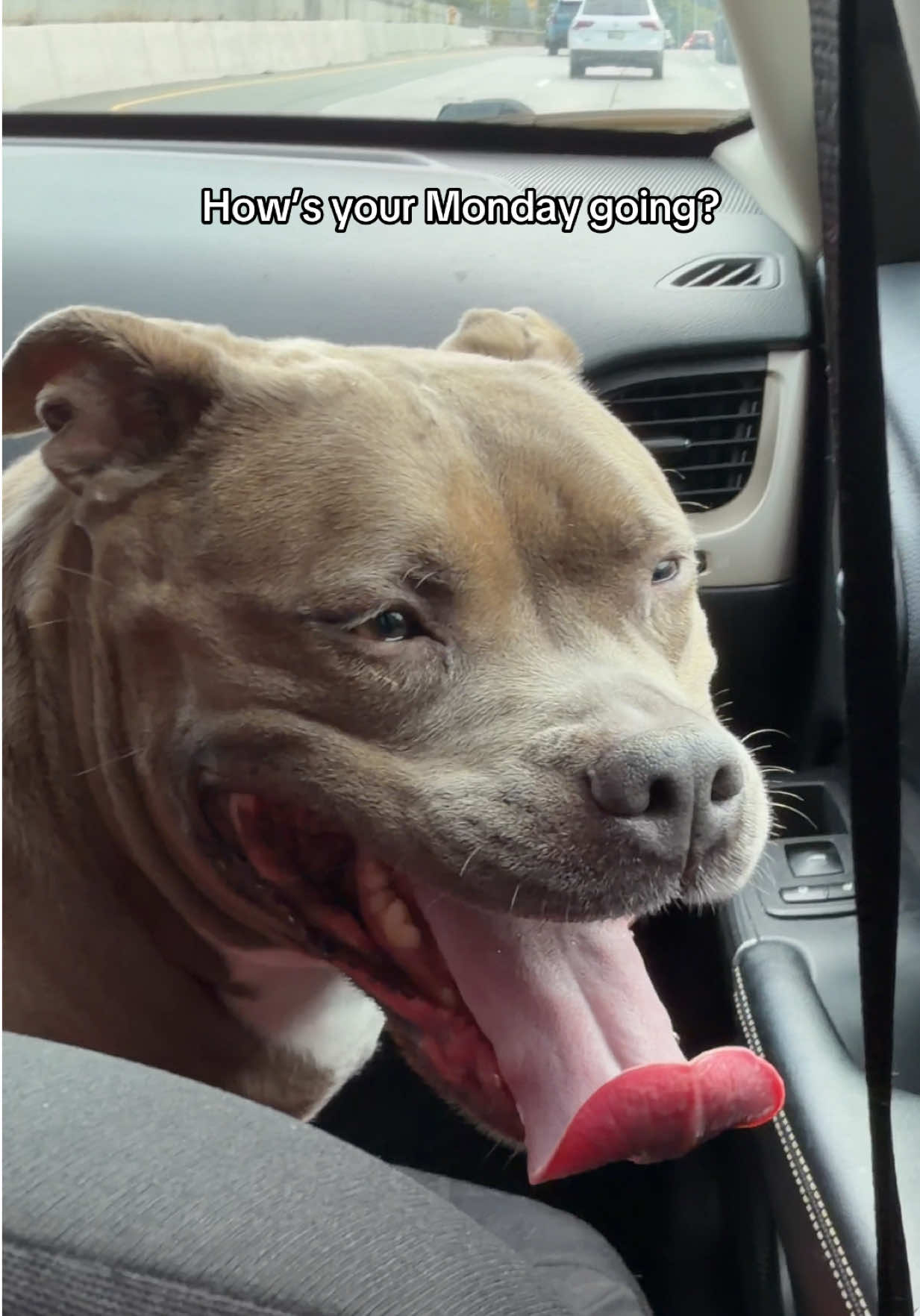 @IG: @lou.the.bully