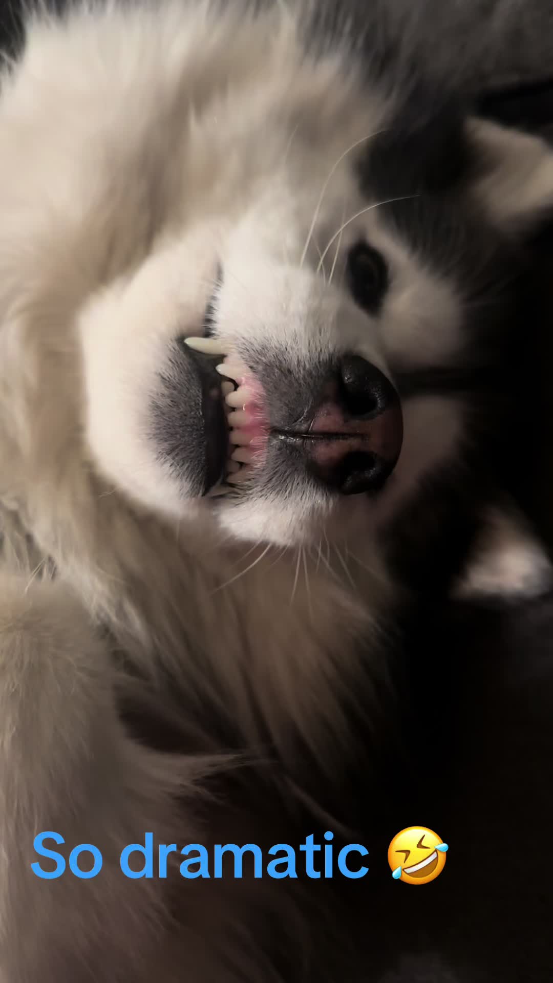 @Shasta & Aspen - Husky Sisters