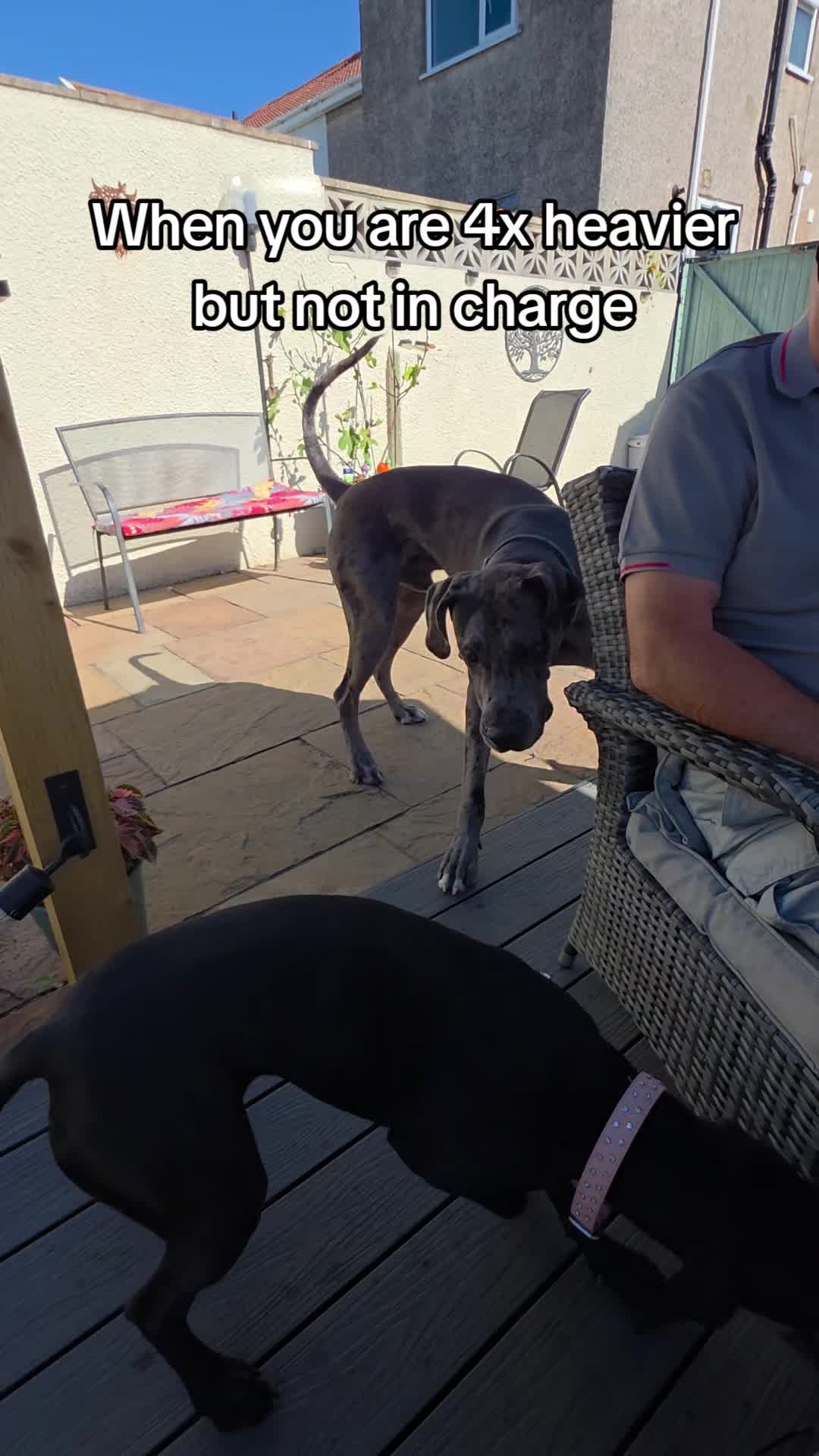 @Magnus the GREAT DANE