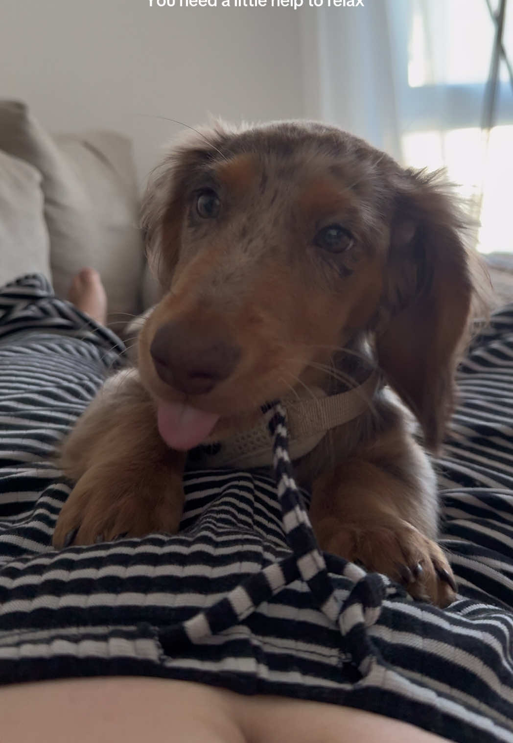 @Lio&Lou I Dachshund