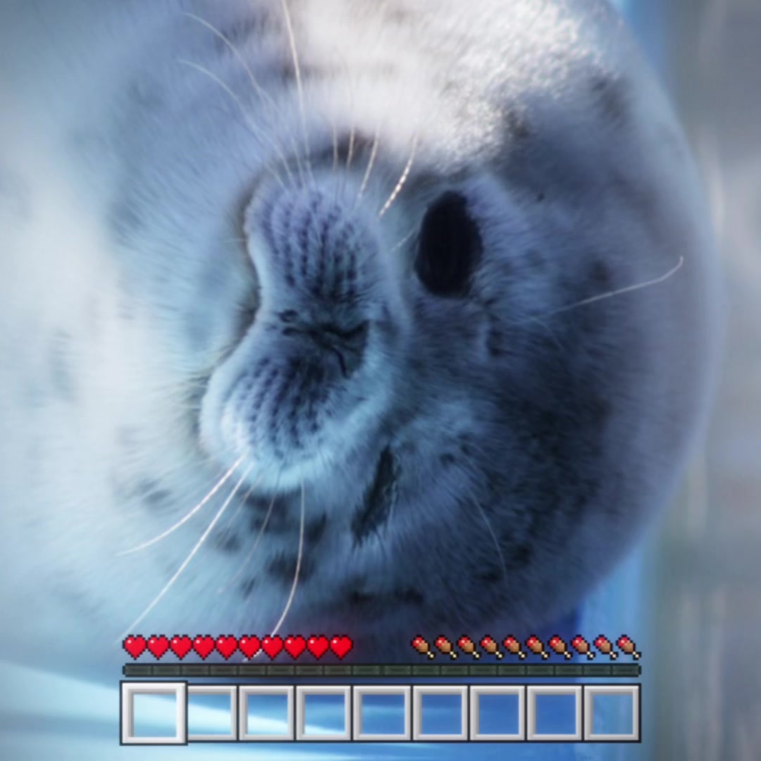 @seal lover 🦭⋆˚꩜｡⋆˚🩵