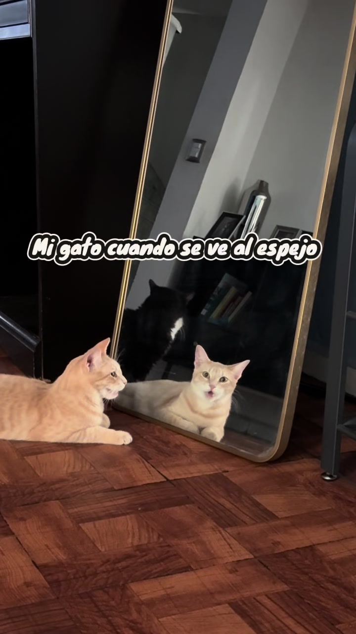 @Chat&Oro