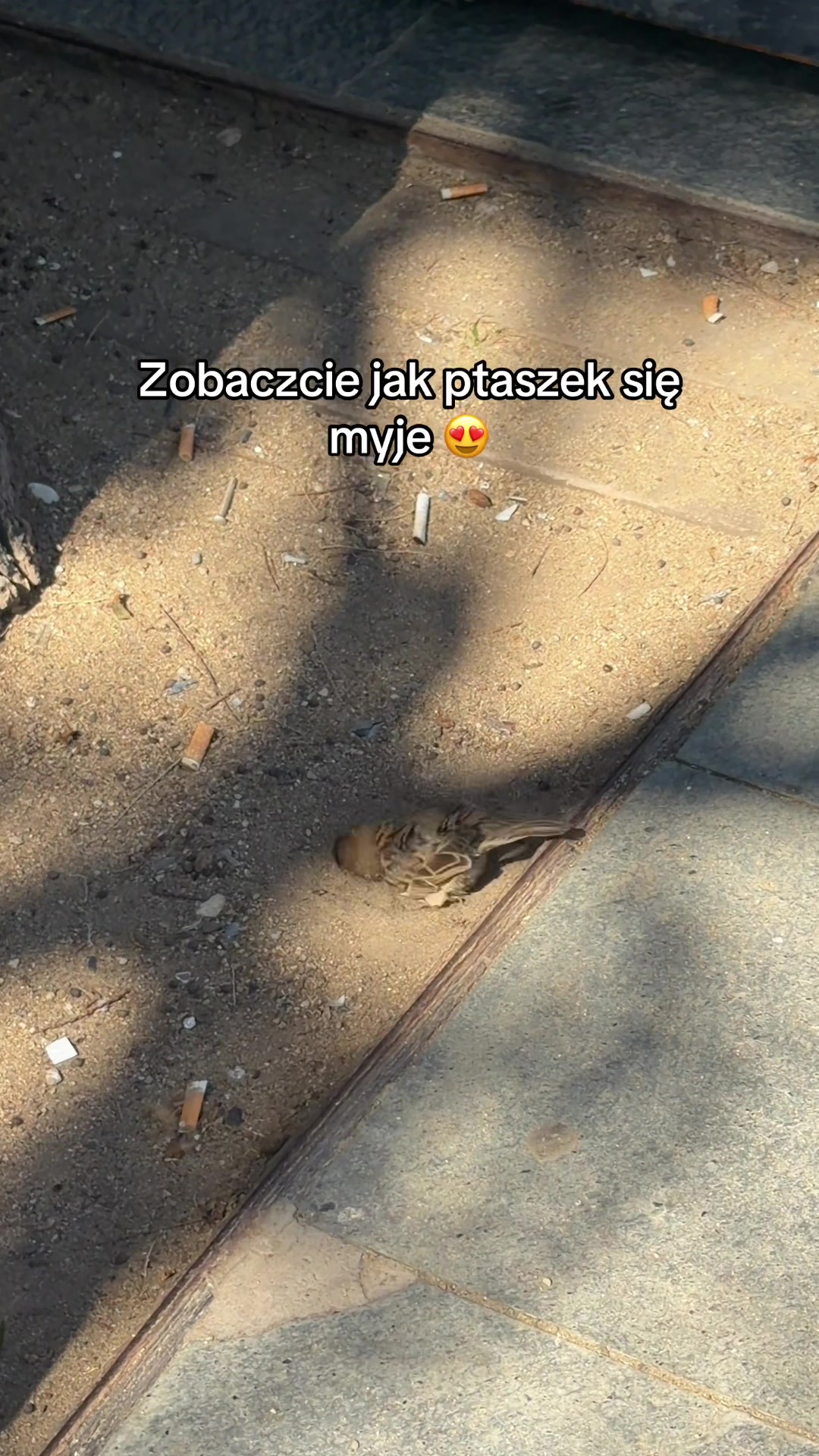 @paniczszymon