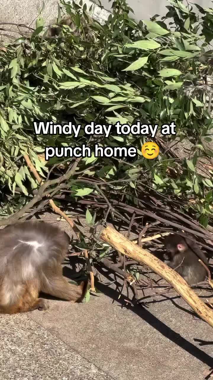 @Thepunchmonkey.com