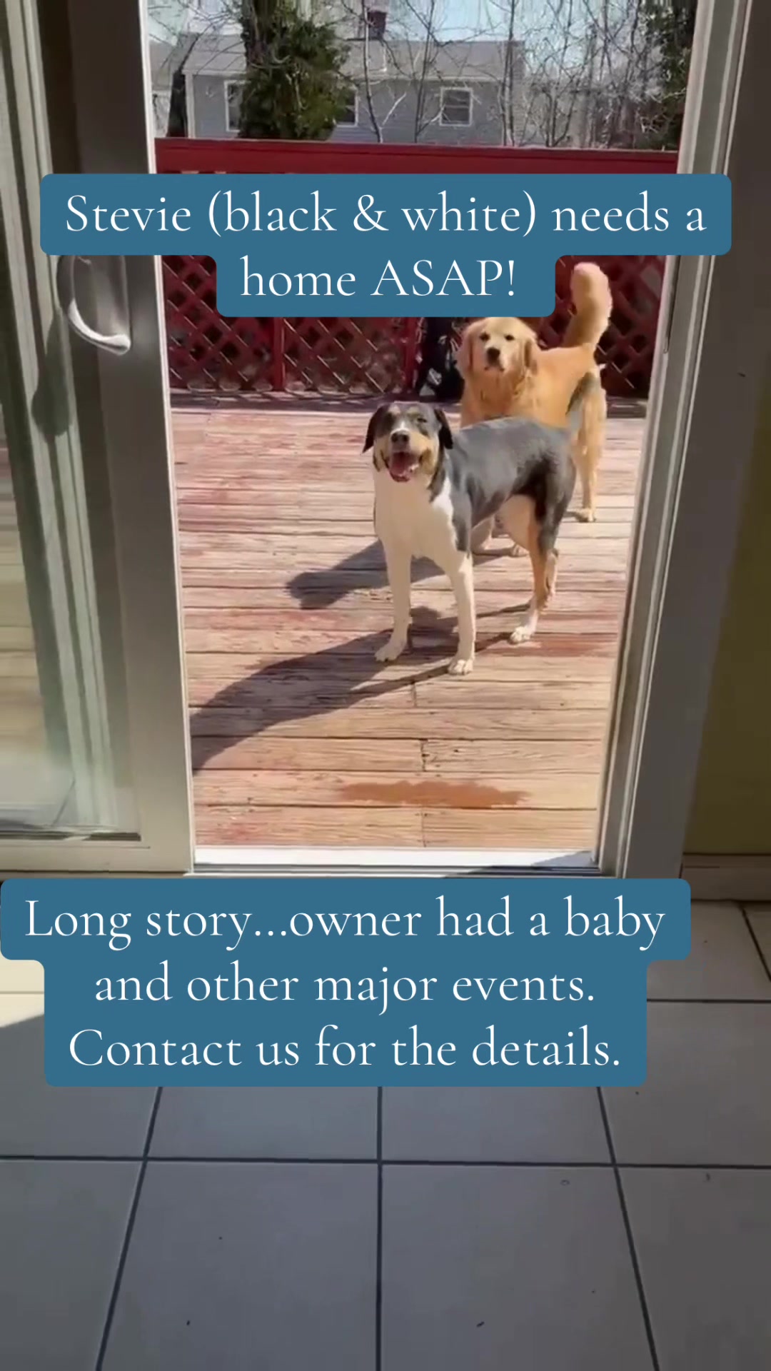 @Adopt A Stray Rescue