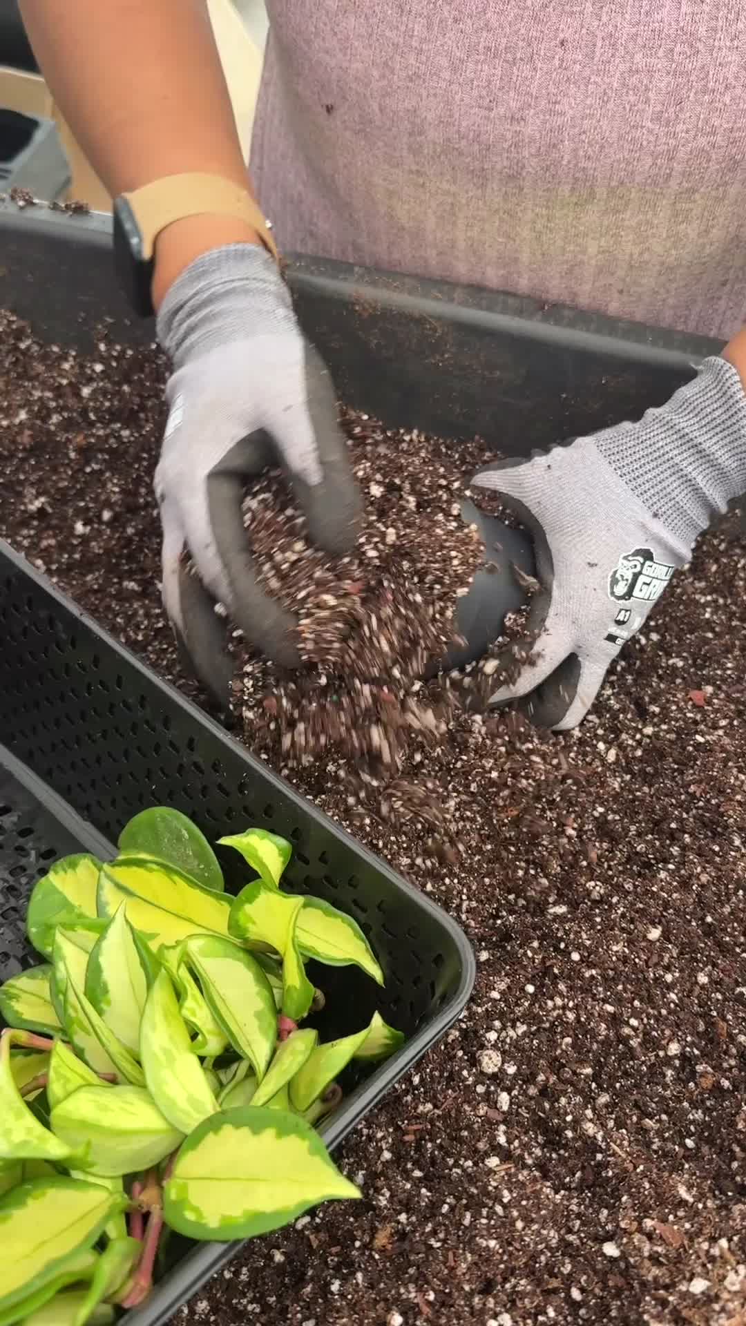 @BWH Plant Co