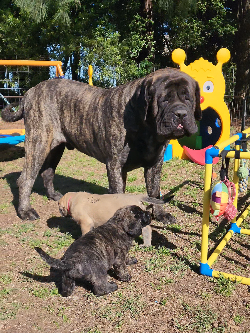 @Big Paw Mastiffs