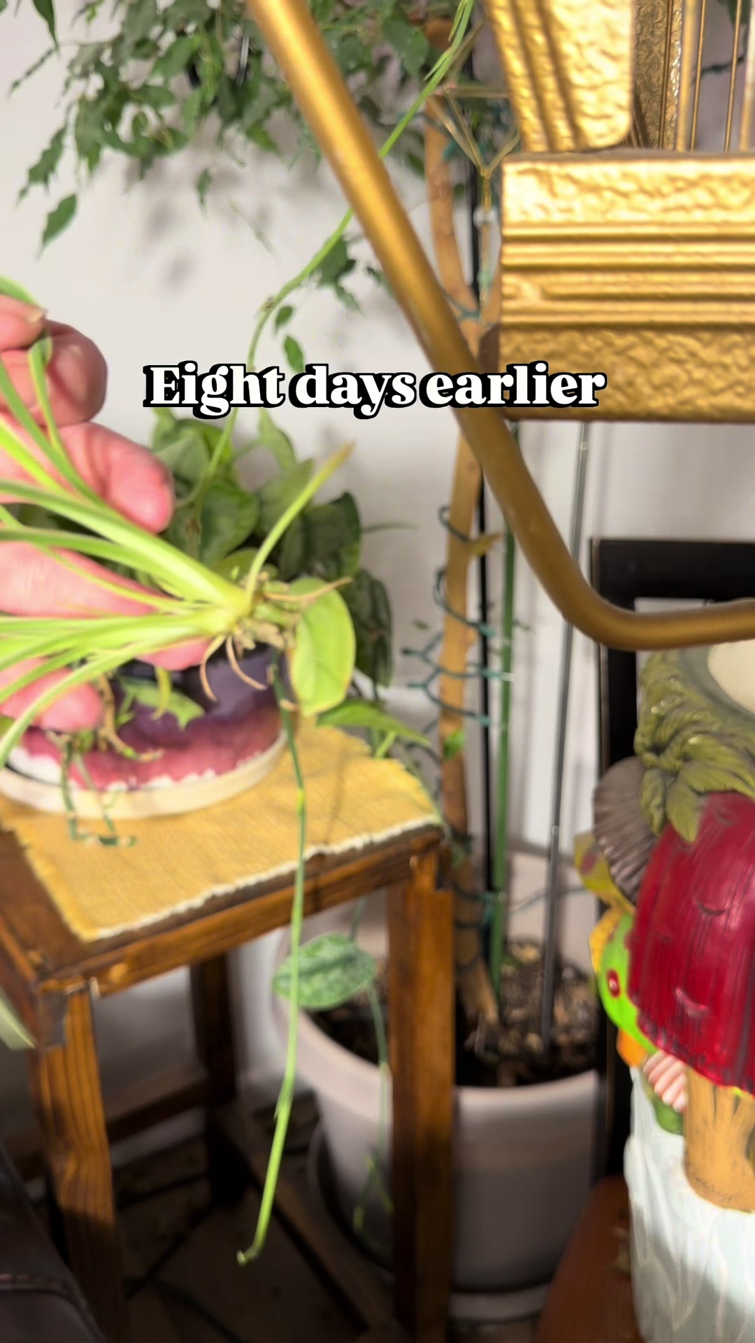 @Pothosiblyaboutplants
