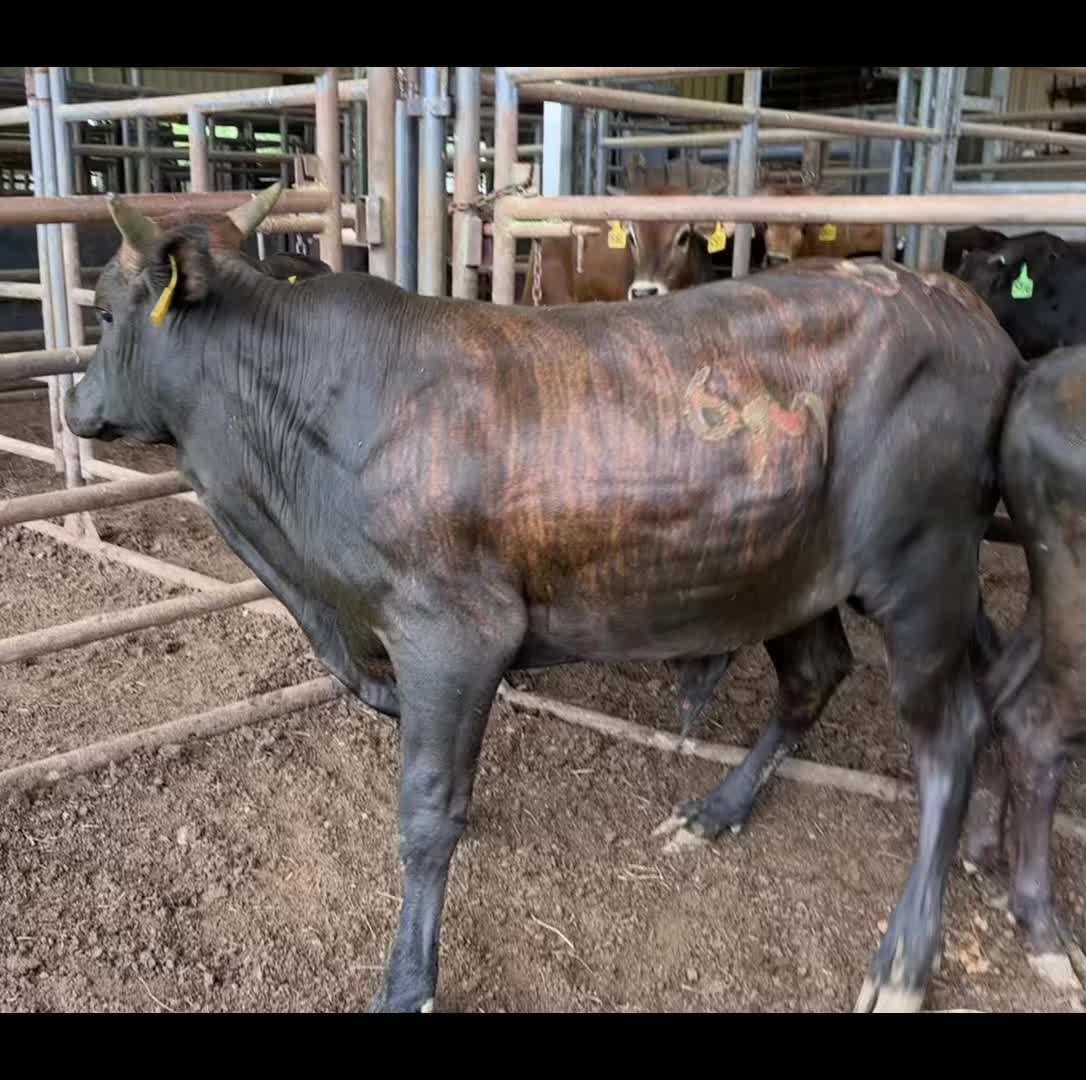 @6M Ranch & Antique Woods