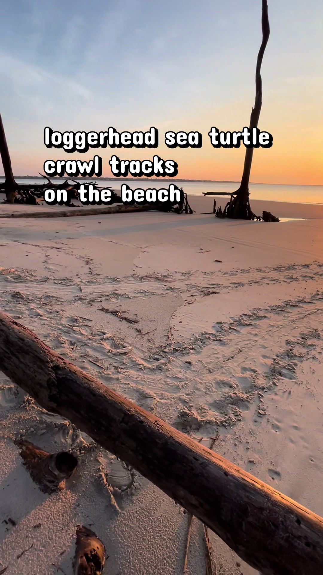 @Jekyll Island Nature Girl