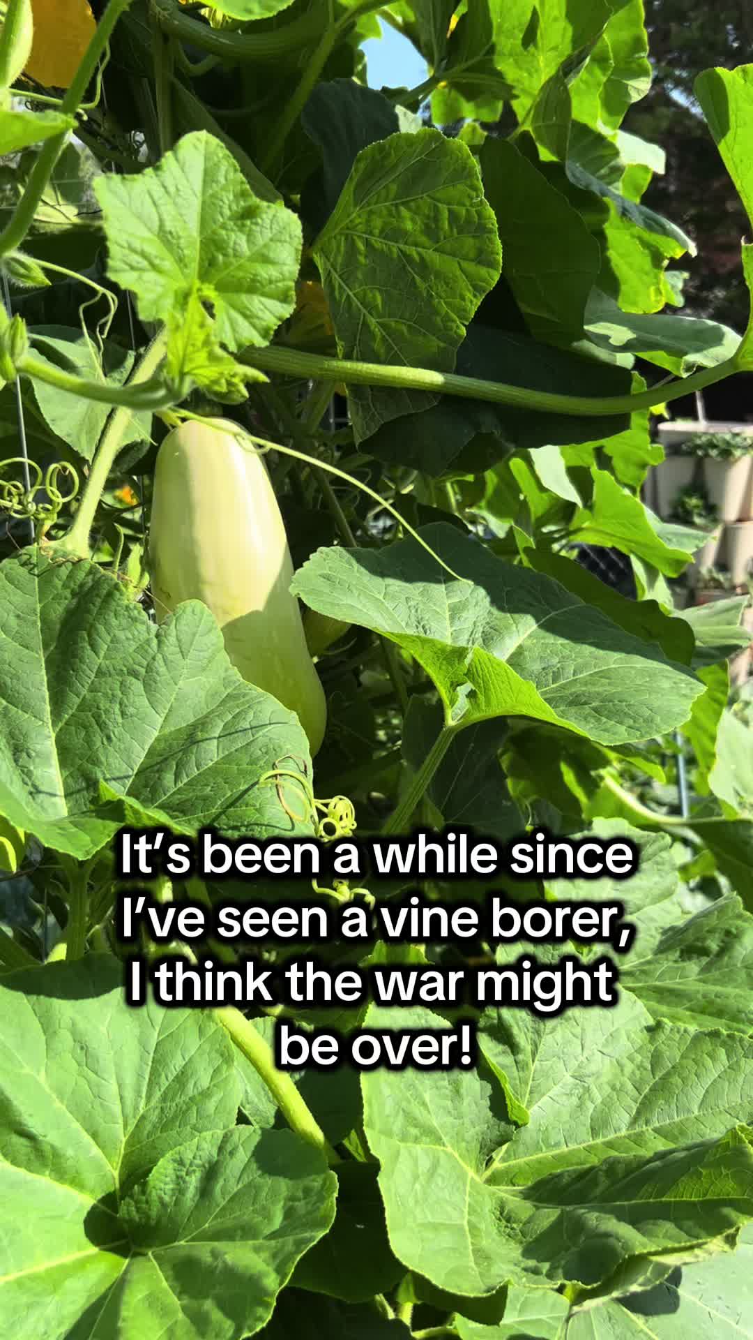 @District Gardening