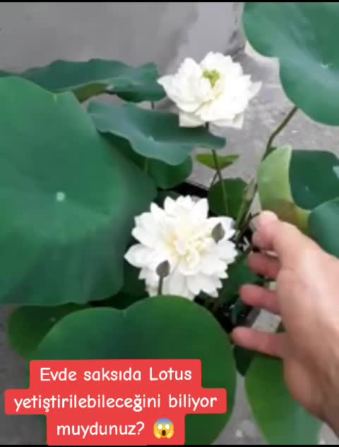 @Lotus bitki satışı