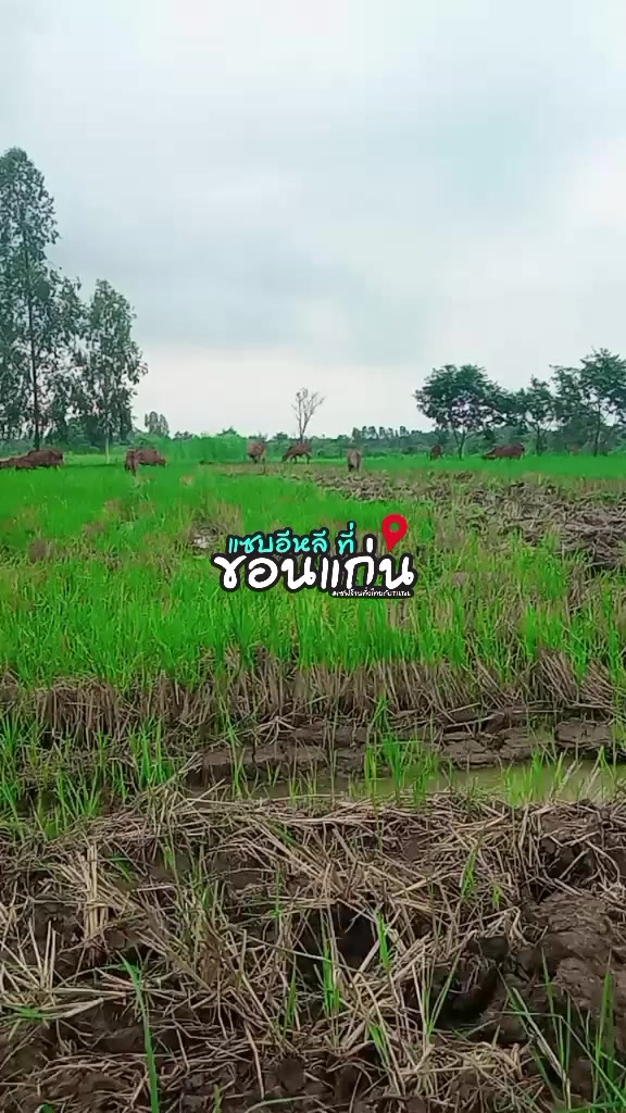 @บุญเพ็ญฟาร์มวัว