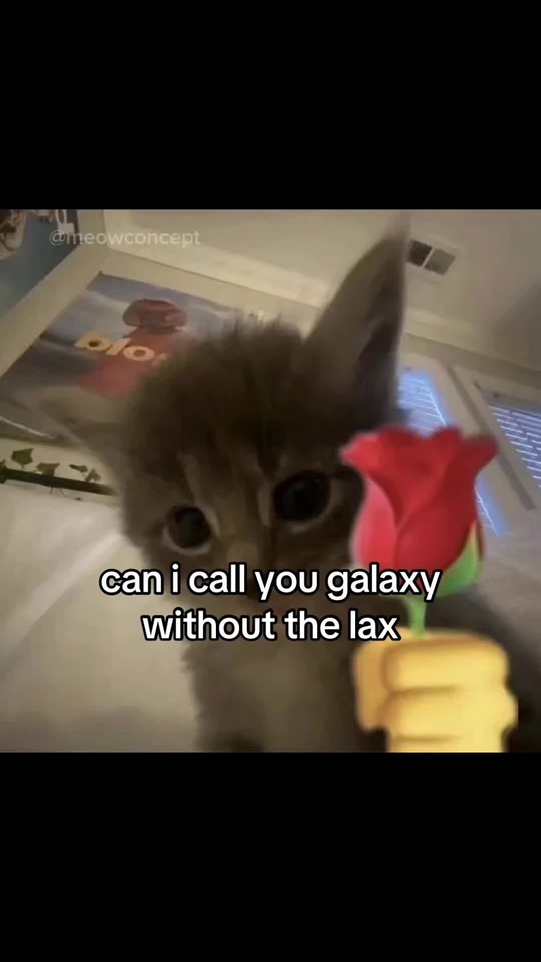@meowconcept