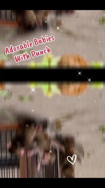 @𝓢𝓷𝓲𝓬𝓴𝓼 🐒