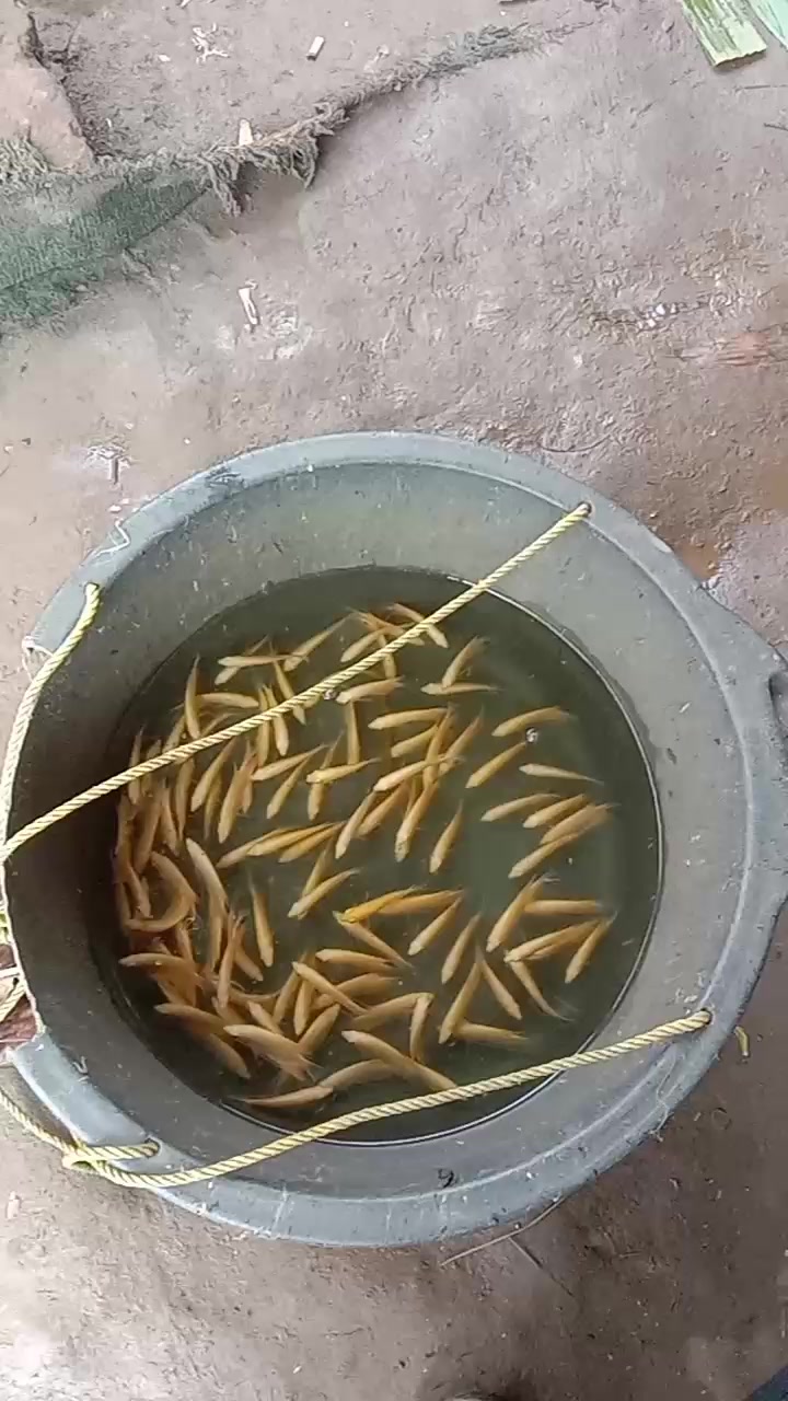 @afdhal koi farm