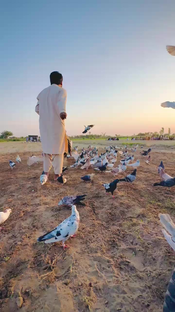 @عدیل رحمن لیہ وال کبوتر باز