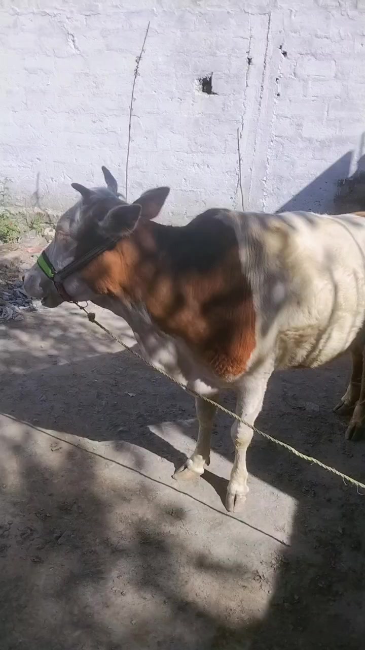 @tahirmumandi
