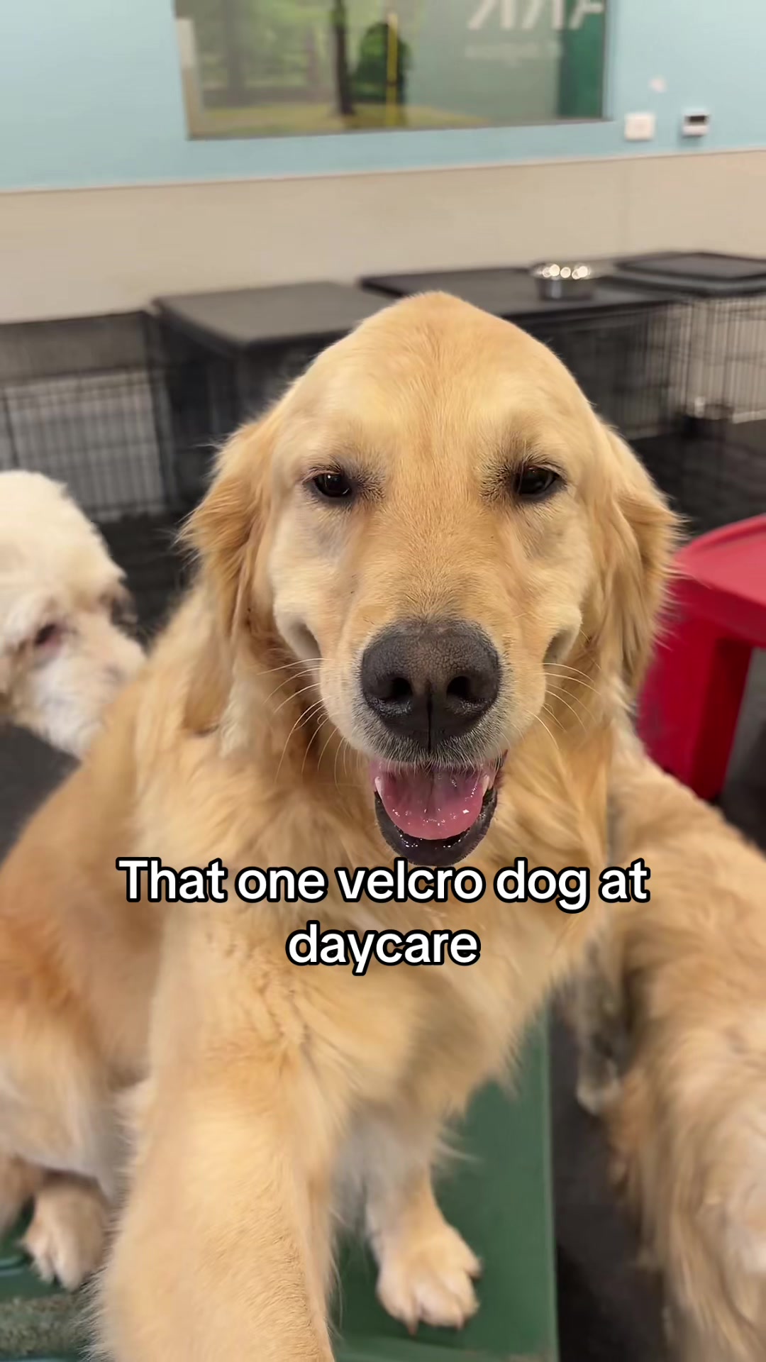 @Dogtopia South Ann Arbor