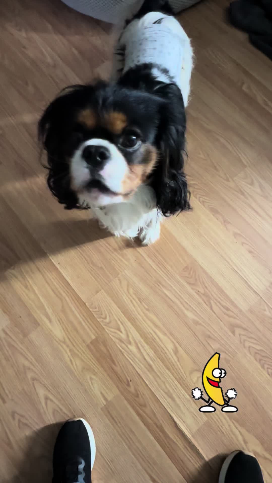 @BurrBabies4
