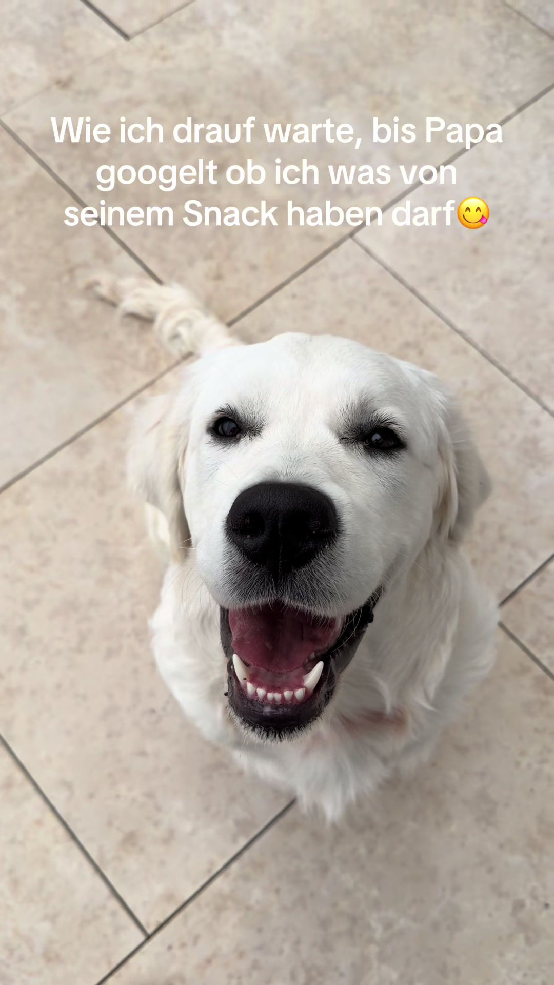 @Hiro 🐶