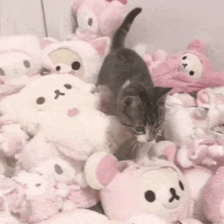 @𝓣𝓸𝓰𝓪
