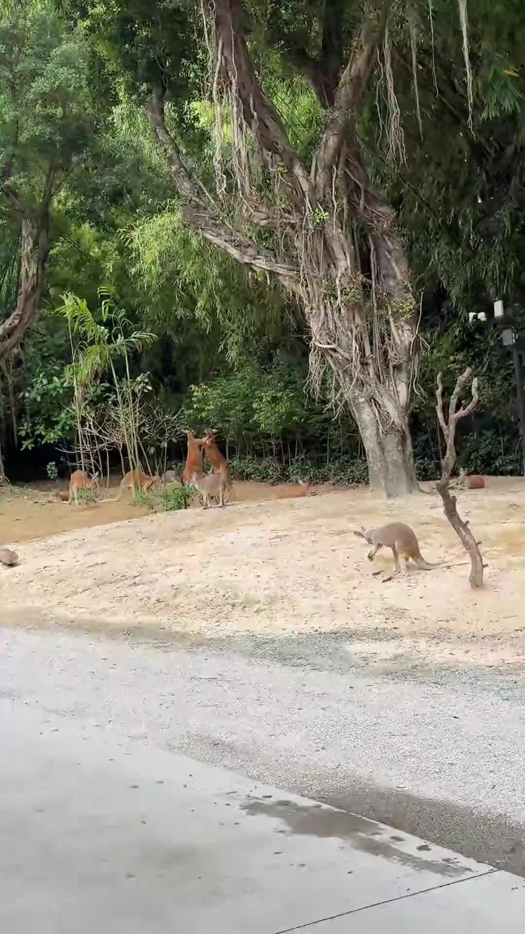 @北江魚