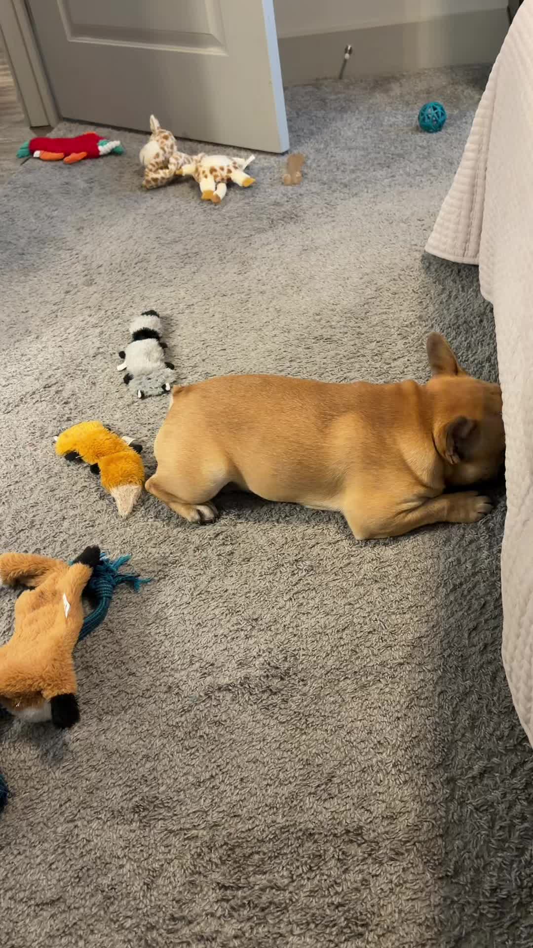 @Archie The Frenchie