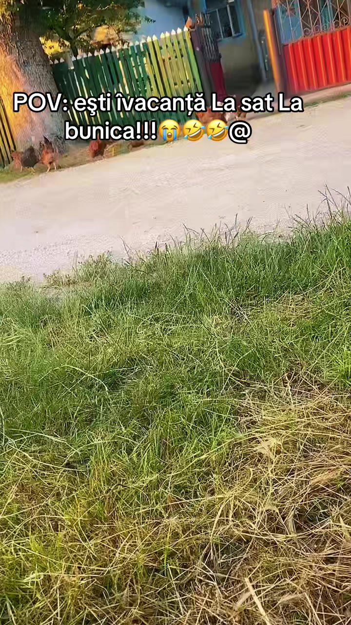 @🦈