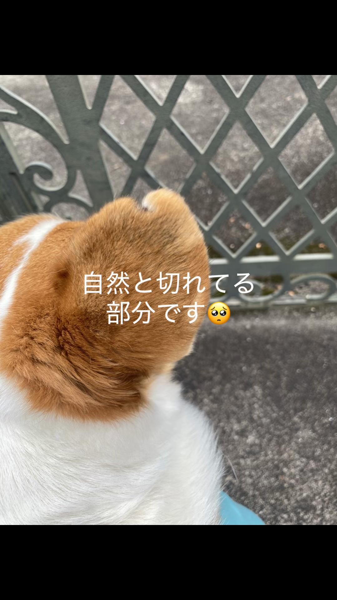 @コーギー犬のホープくん