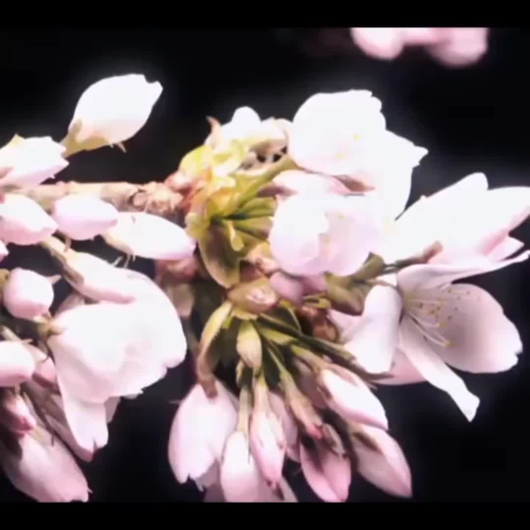 @_music_song