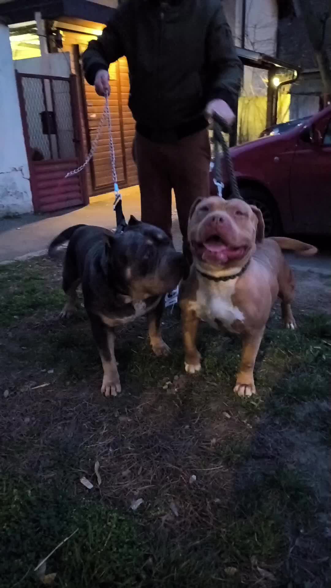 @serbianbully